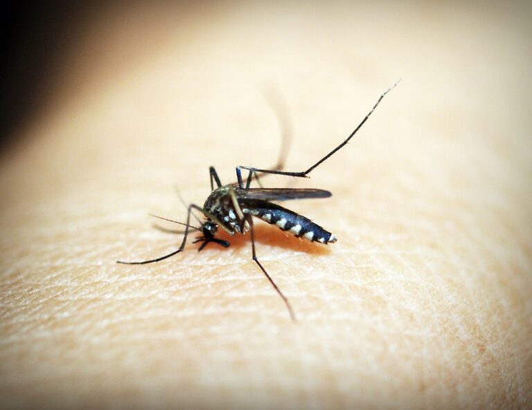 dengue cos'è